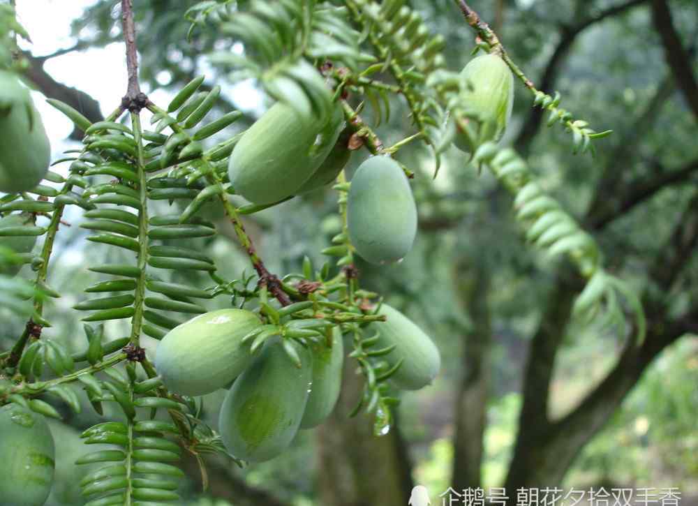 香榧的營(yíng)養(yǎng)價(jià)值 此種野果3年才成熟一次，口感和味道都很好，營(yíng)養(yǎng)價(jià)值極高