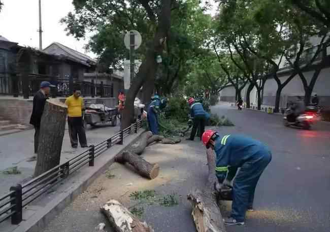 北京大風(fēng)致41棵樹木倒伏 真相原來是這樣！