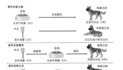 巴普洛夫的狗 巴甫洛夫的狗