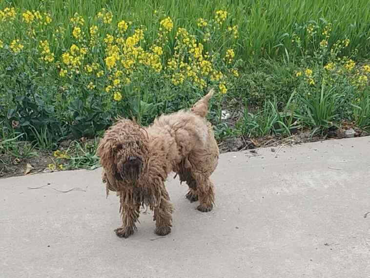 狗咬一定會得狂犬病嗎 流浪狗咬人哪個部門管，流浪狗會有狂犬病嗎？