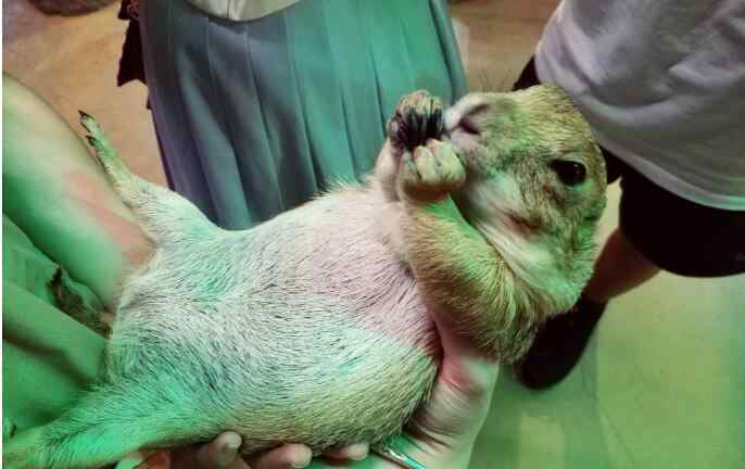 土肥圓 土撥鼠為什么叫土肥圓、神衣、干脆面，它是不是保護(hù)動物