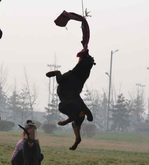 羅威納犬打架 羅威納犬打架實(shí)力排名第幾，它的致命缺點(diǎn)有哪些