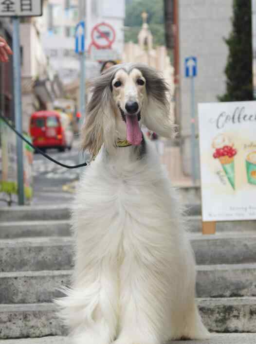 阿富汗獵狗 阿富汗獵犬有攻擊性嗎，在中國能養(yǎng)阿富汗獵犬？