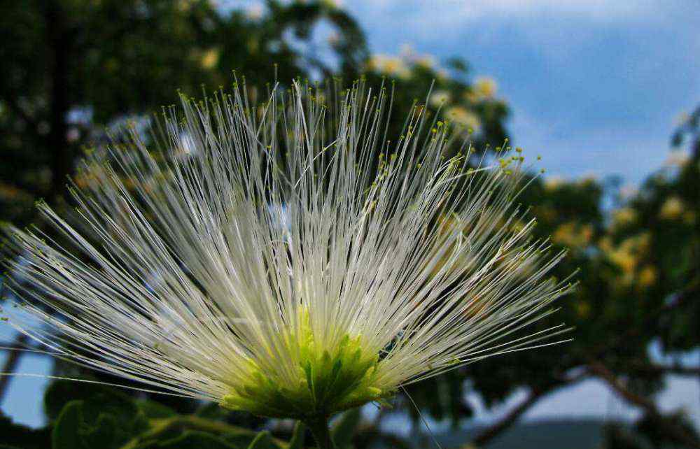 合歡花花語 合歡花的花語？合歡花的寓意？