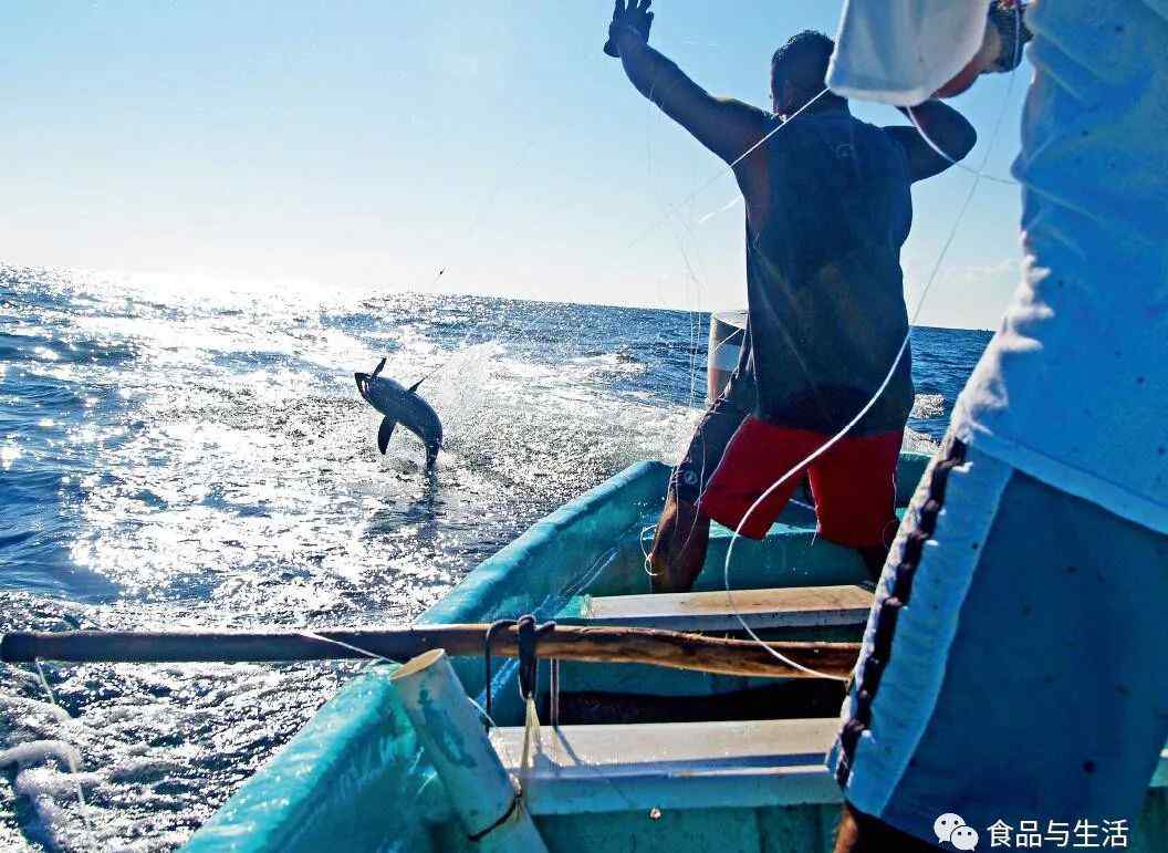 金槍魚捕撈 食尚 | 你知道金槍魚是怎么捕撈的嗎？