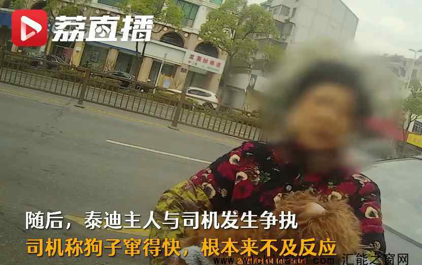 狗狗未拴繩過馬路被撞死主人全責(zé) 究竟發(fā)生了什么