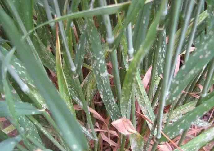 小麥白粉病的防治方法 小麥白粉病發(fā)生條件與防治方法