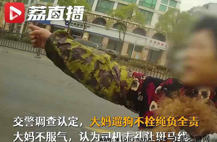 狗狗未拴繩過馬路被撞死主人全責(zé) 究竟發(fā)生了什么