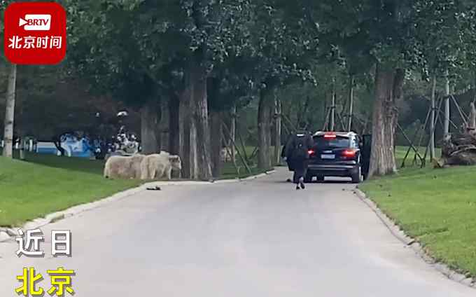 北京野生動物園又有游客擅自下車？網(wǎng)友：不長記性！