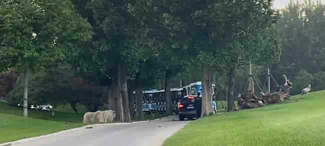 北京野生動(dòng)物園有游客擅自下車(chē) 事件詳情始末介紹！