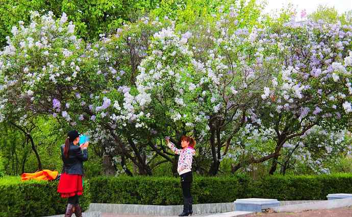 丁香花五月 五月冰城，滿城競放丁香花