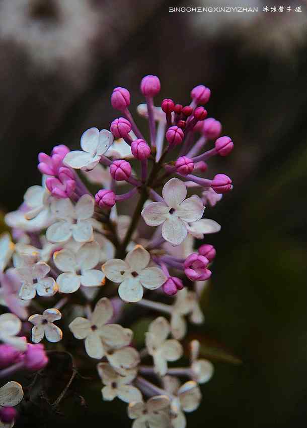 丁香花五月 五月冰城，滿城競放丁香花