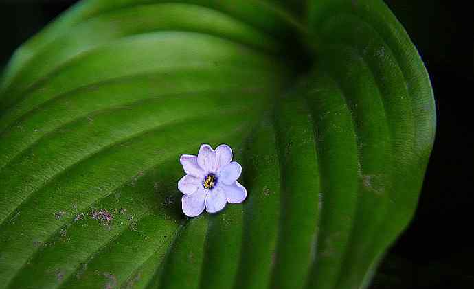 丁香五月花 五月冰城，滿城競放丁香花