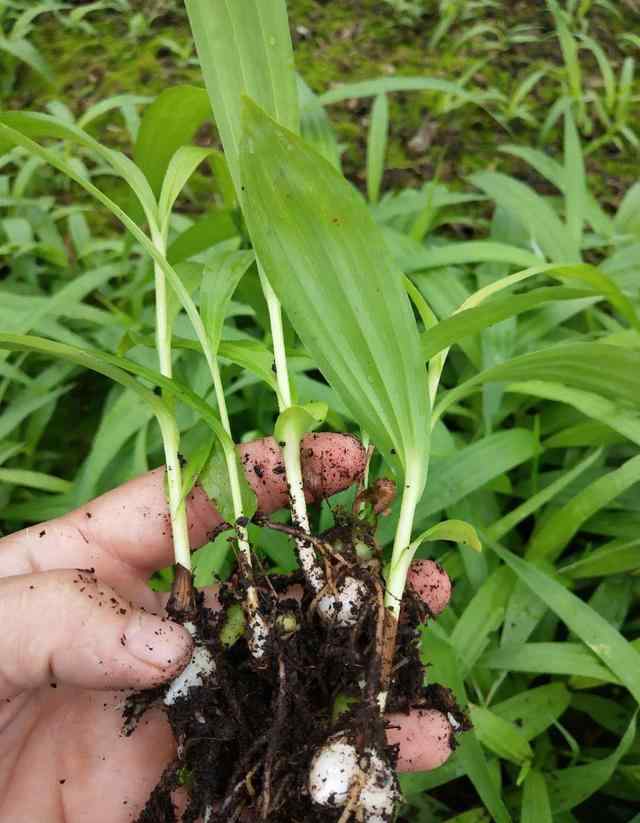 白芨種植種子 白芨種植 效益分析