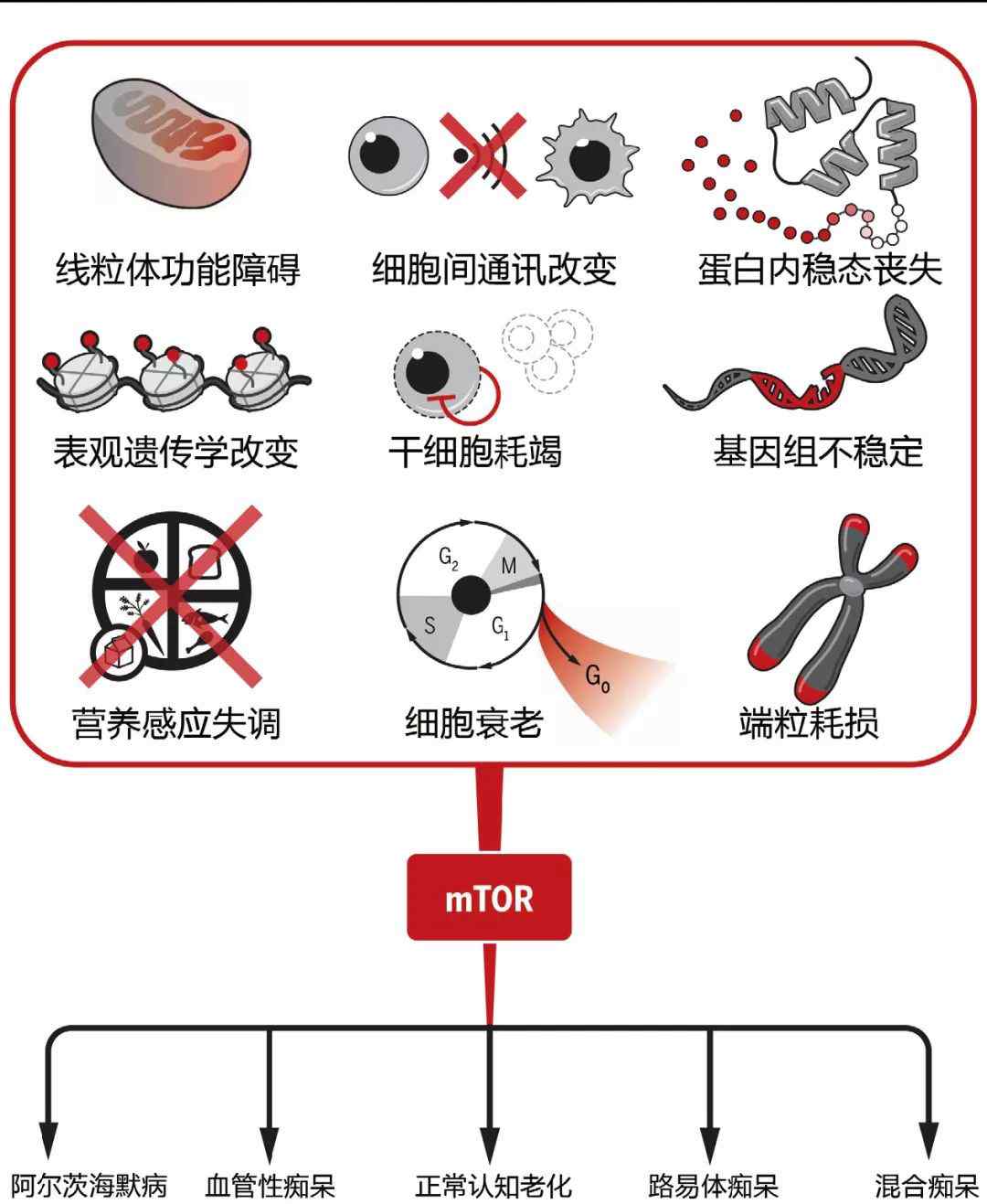 雷帕 雷帕霉素——老年癡呆的新希望