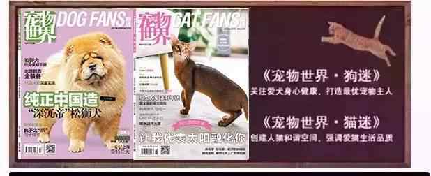 荷蘭毛獅犬 狐貍面相，松獅體型，它就是——荷蘭毛獅犬?。婀沸?></a></div>
              <div   id=