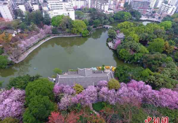 廣西柳州紫荊花綻放 上演＂粉色浪漫＂