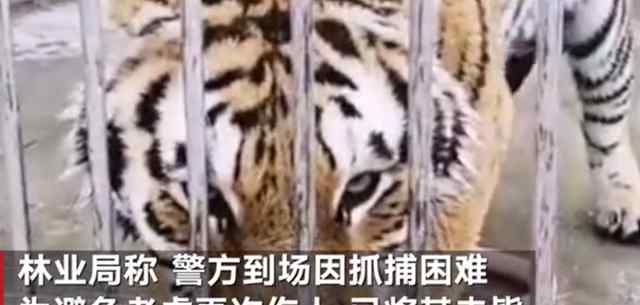 兩只老虎出逃咬死飼養(yǎng)員均被擊斃 抓捕困難 避免再次傷人 真相原來(lái)是這樣！