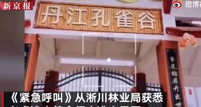 兩只老虎出逃咬死飼養(yǎng)員均被擊斃 抓捕困難 避免再次傷人 真相原來(lái)是這樣！