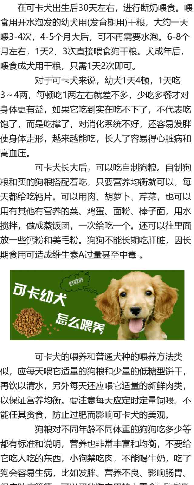 可卡幼犬 可卡幼犬怎么養(yǎng)