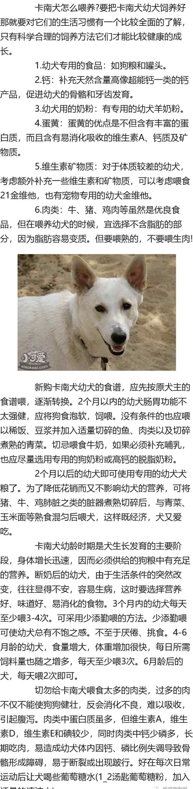 卡南犬 卡南犬怎么喂養(yǎng) 卡南犬喂養(yǎng)要點(diǎn)