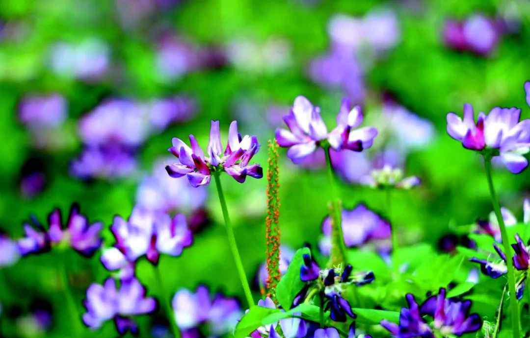 春在溪頭薺菜花 【美文】春在溪頭薺菜花