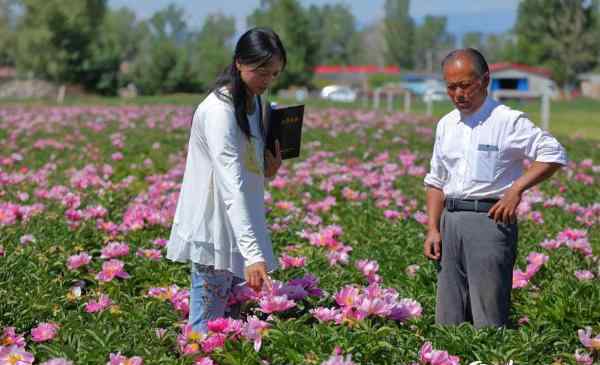 新疆哈巴河縣引進(jìn)芍藥實(shí)現(xiàn)觀賞、收益雙豐收(圖