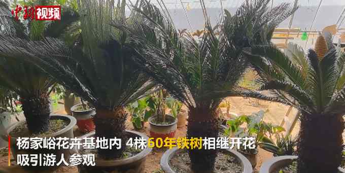 4株60年鐵樹組團開花！網(wǎng)友：鐵樹都開花了 而我……