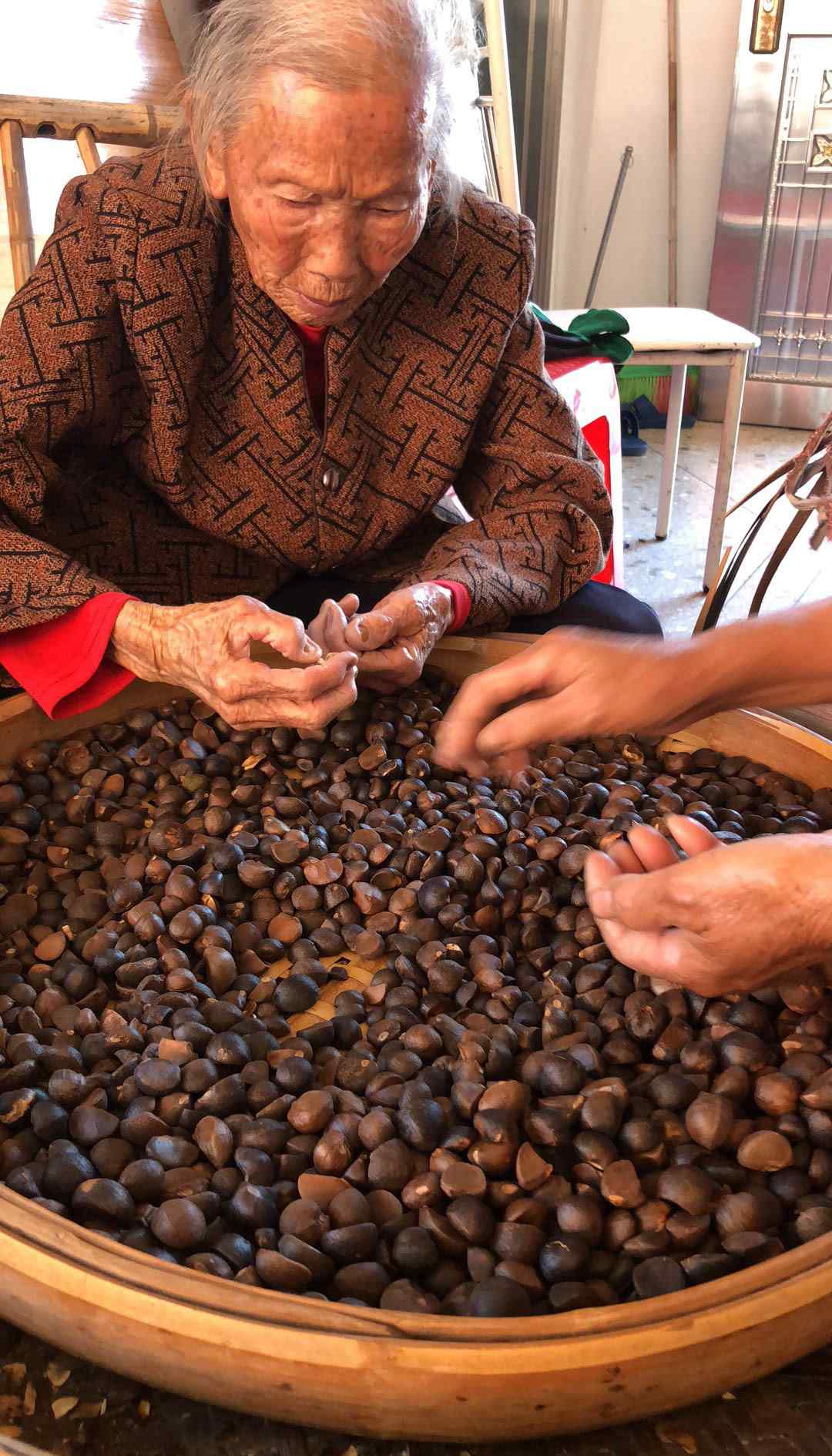 茶籽樹 百年種植下來的茶籽樹，就要在我們這一代失去了嗎？