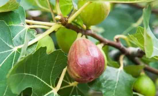 無花果的栽培技術(shù) 無花果全套栽培技術(shù)（收藏版）