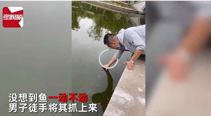 男子徒手水中抓魚 魚一動不動等待"被捕" 網(wǎng)友:這魚吃了影響智商