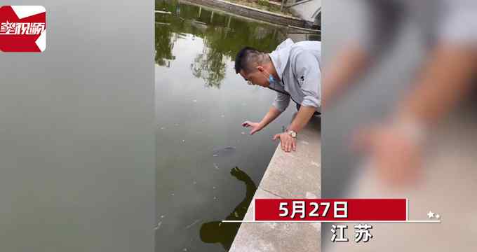 男子徒手水中抓魚 魚一動不動等待"被捕" 網友:這魚吃了影響智商