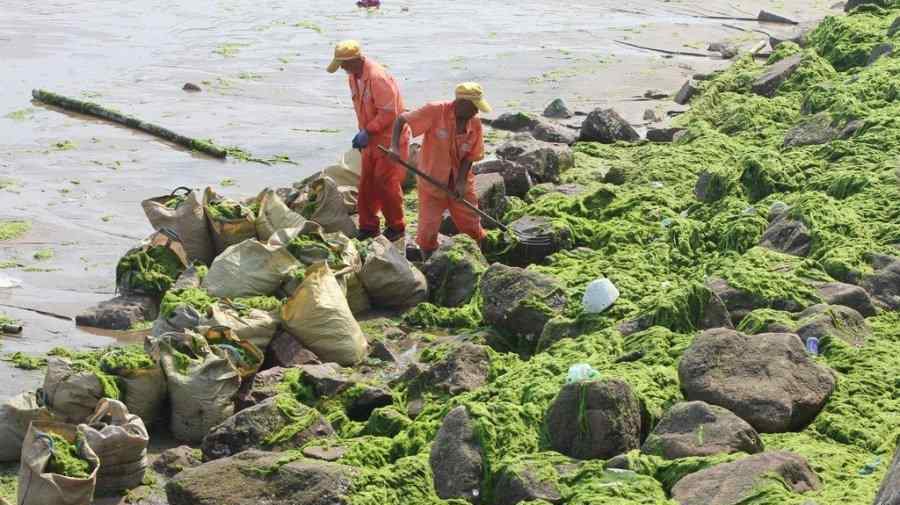 山東青島連續(xù)遭受滸苔侵襲 網(wǎng)友：這一片原諒綠