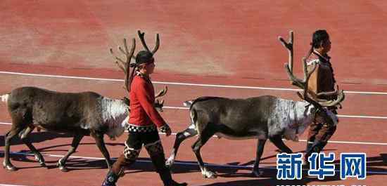 中國＂最后的狩獵部落＂:帶著馴鹿參加運動會