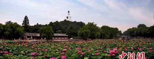 北海公園荷花進(jìn)入最佳觀賞期 百余種荷花競相綻