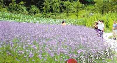 自駕露營請到花壩來