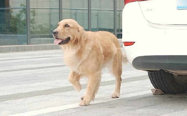 主播多多神犬頭像